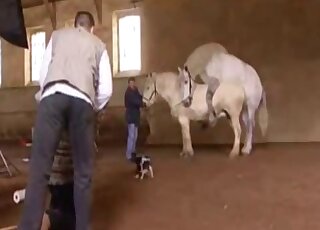 Two muscled stallions are fucking in the barn