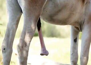 A sensual horse has a truly gigantic penis full of cum