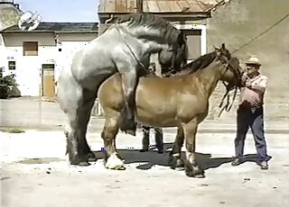 Big grey stallion screwed a nice brown horse