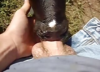 A great-looking cow is sucking a nice penis with love