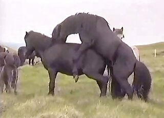 Two black horses are getting pleasure from sex