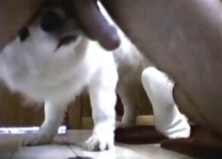 Small white doggy licking a hard boner