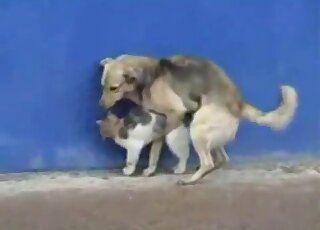 Small young kitty nicely screwed by a trained doggy