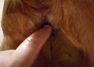 Sticking my hard finger in the ass of a good dog