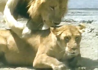 Hot lion fucked her little cunt from behind