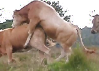 Big animal fucked a cow's tight cunt from behind