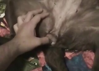 Sensual doggy likes intensive sex games so much