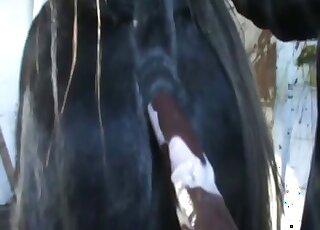 Man shoves a huge black dildo in his horse' ass