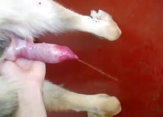 This doggy's small penis looks so freaking sweet