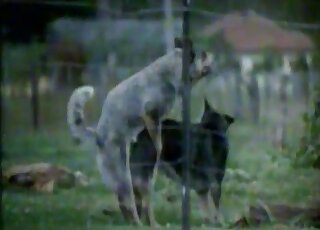 Two wild dogs fuck in their lovely pose on cam
