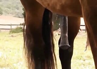 A beautiful horse has a very massive hard penis