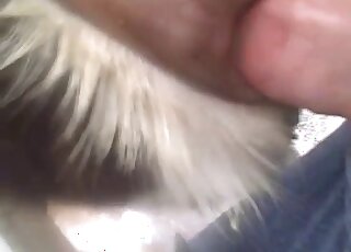 Good hairy white doggy fucked by a massive penis