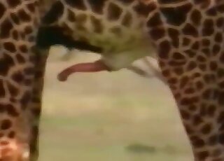 Sexy wild giraffes are fucking in the doggy style