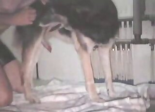 Lady in stockings fucked from behind by her dog