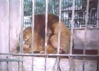 Sexy lion screwed his sensual gf in the cage