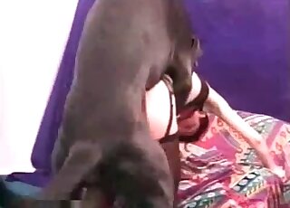 Big black dog fucking a chick in stockings