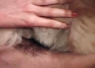 Dog s asshole is getting stretched out