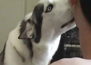 This incredible husky is licking a big thick dick