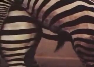 Stunning zebras are fucking at the zoo in a hot way