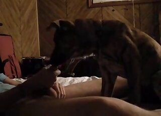 Crazy amateur zoophilic dick-sucking with a doggy
