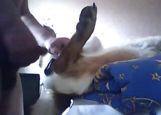 Shoving my massive dick in a small doggy ass