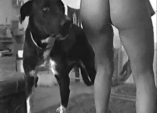 Cute black and white dog banged a good wet cunt