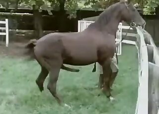 Two awesome brown horses have fun in the doggy pose