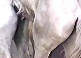 Cute horses are fucking in the doggy style pose on cam