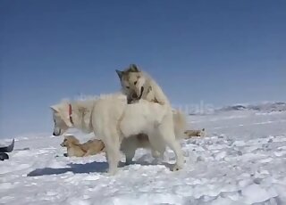 Two sexy polar dogs fuck on the snow with pleasure