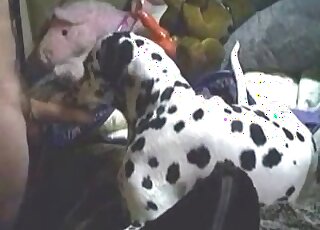 Sensual Dalmatian is licking his hard dick with love