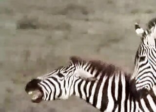 Two great-looking zebras are getting tons of pleasure