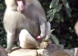 Small monkey strokes his hard penis with pleasure