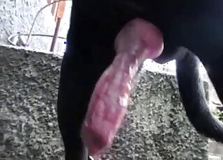 Spicy doggy red dick looks great in the close-up