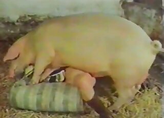 Cute animal and a nice babe fuck in the old barn
