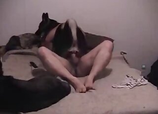A sensual small dog jumps on a huge penis with pleasure