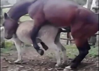 Cute stallion screwed a passionate horse from behind
