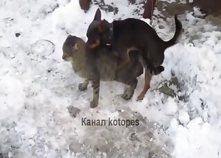 Small kitty fucked by a small dog from behind
