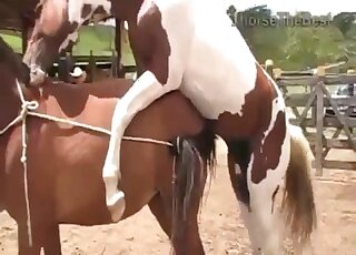 Aesthetic horse likes intensive bestiality XXX