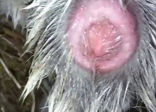 Good hairy penis of a pretty sweet animal
