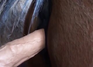 Cute pussy horse fucked in fisting mode