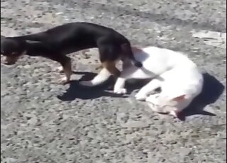 Two nice animals have nasty sex on camera