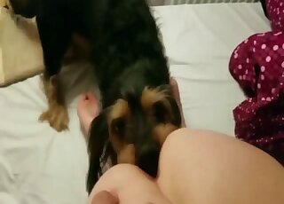 Sensual doggy eats her ass crack from behind