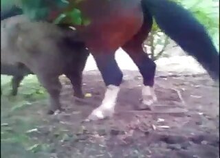 Hardcore wild bestiality porn in the doggy style