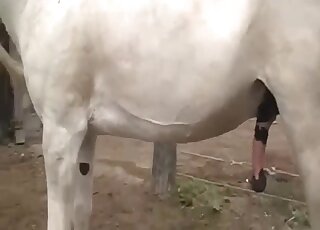 Aesthetic hardcore sex session with a nice horse