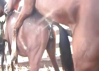 Sensual horse and a hot pony have gorgeous porn