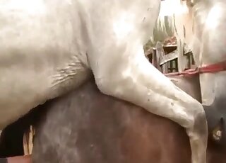Sensual horses have passionate sex on the camera