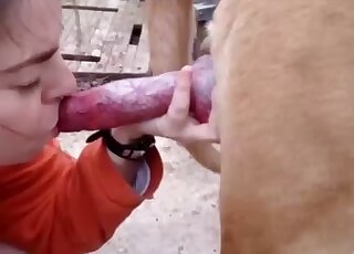 Good dog dick nicely sucked in the close-up by a hottie
