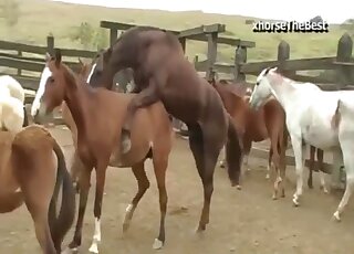 Crazy horses are enjoying bestiality XXX so much