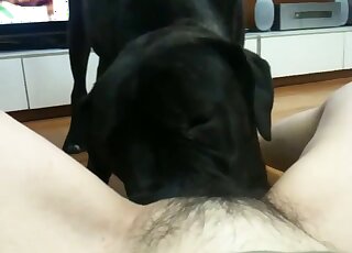 Impressive doggy likes oral sex with a chubby zoophile