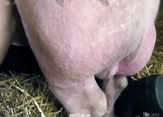 Farm beast fucked her twat in the doggy style
